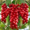 Schisandra Chinensis extract