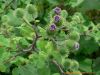 Burdock Extract