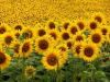 Export Refined Sunflower Oil | Pure Sunflower Oil Suppliers | Crude Sunflower Oil Exporters | Refined Sunflower Oil Traders | Raw Sunflower Oil Buyers | Pure Sunflower Oil Wholesalers | Low Price Sunflower Oil | Best Buy Sunflower Oil | Buy Sunflower Oil 