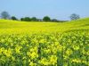 Sell Rapeseed Oil