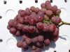 Sell Fresh Red Grapes