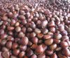 Sell Fresh Chestnut