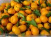 Sell Fresh Mandarin Orange