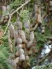 Sell TAMARIND INDICUS