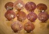 Sell seafood scallop/  pectinid frozen