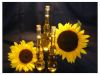 Export Refined Sunflower Oil | Pure Sunflower Oil Suppliers | Crude Sunflower Oil Exporters | Refined Sunflower Oil Traders | Raw Sunflower Oil Buyers | Pure Sunflower Oil Wholesalers | Low Price Sunflower Oil | Best Buy Sunflower Oil | Buy Sunflower Oil 