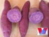 Sell Fresh/ frozen sweet potato