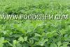 Sell Stevia Extract