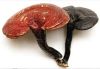 Sell Red Reishi Mushroom Extract