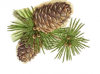 Pine kernels