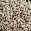 Sell  2011 crop long shape light speckled kidney beans