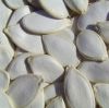 2011 Crop snow white Pumpkin seeds