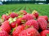 Frozen Strawberry