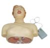 Sell Basic CPR Training Model (Half Body)