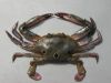 Three Spot Crab