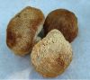 Oyster mushroom, Paddy-straw mushroom, Edible and Medicinal mushrooms