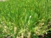 artificial grass for landscaping