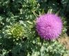 Sell milk thistle extract