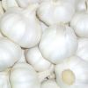 Sell white garlic