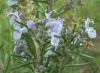 Sell Rosemarinus officinalis