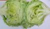 Fresh Iceberg Lettuce from Tunisia