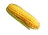  Maize | Maize Exporter | Corn Grain Seller | Maize Buyer | Bulk Maize Grain Importer | Corn bean Buyer | Corn bean Wholesaler | Corn Grain Manufacturer | Best Quality Corn Grain | Cheap Maize Supplier | Low Price Corn | Yellow Corn | White Cron | Baby Ma