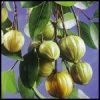 Sell  Garcinia Cambogia *****