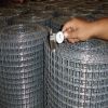 Sell galvanized welded wire mesh