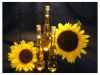 Export Refined Sunflower Oil | Pure Sunflower Oil Suppliers | Refined Sunflower Oil Exporters | Refined Sunflower Oil Traders | Refined Sunflower Oil Buyers | Pure Sunflower Oil Wholesalers | Low Price Sunflower Oil | Best Buy Sunflower Oil | Buy Sunflowe