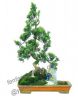 bonsai/potplant/indoor plant/podocarpus/landscape/10cm-60cm