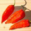 Bhut Jolokia