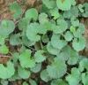 Sell . Centella Asiatica