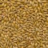 Sell FEED BARLEY