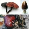 Sell Ganoderma Lucidum Extract