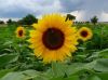 Export Refined Sunflower Oil | Pure Sunflower Oil Suppliers | Refined Sunflower Oil Exporters | Refined Sunflower Oil Traders | Refined Sunflower Oil Buyers | Pure Sunflower Oil Wholesalers | Low Price Sunflower Oil | Best Buy Sunflower Oil | Buy Sunflowe