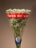 Gypsophila Million star growers. We export worldwide