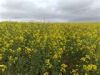 LOOKING FOR CRUDE RAPESEED OIL?