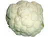 Sell fresh Cauliflower in competive price
