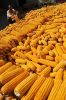 Sell yellow corn maize