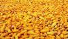 Sell Corn Gluten Meal Animal Feed