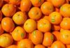 Sell Fresh Orange- Fresh Citrus Fruit