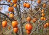 Sell Persimmon