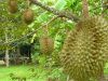 Sell Durian, bananas , coconuts