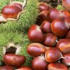 Sell chestnut