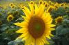 Export Refined Sunflower Oil | Pure Sunflower Oil Suppliers | Crude Sunflower Oil Exporters | Refined Sunflower Oil Traders | Raw Sunflower Oil Buyers | Pure Sunflower Oil Wholesalers | Low Price Sunflower Oil | Best Buy Sunflower Oil | Buy Sunflower Oil 