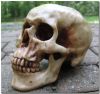 Human medical skull available