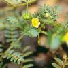 Sell Tribulus Terrestris P.E,