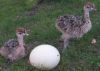 Ostrich chicks