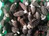 Sell Morchella