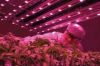 Sell grow lights